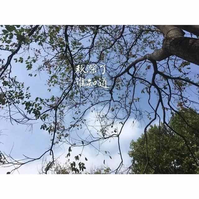 秋天有一種美（秋天有一種美叫粉黛亂子草）