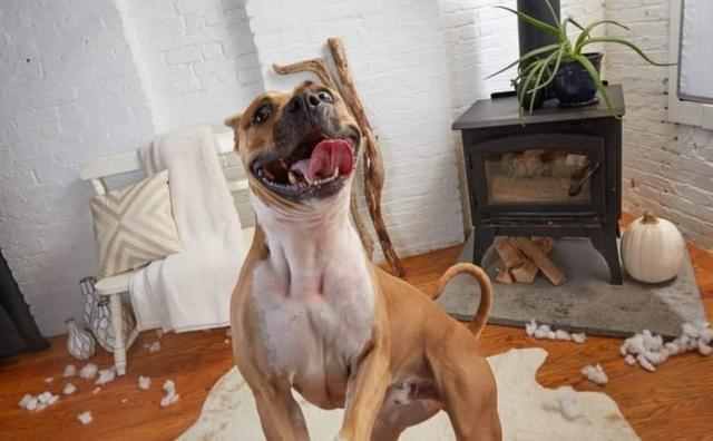 狗狗訓練方法有哪些（狗狗基本訓練有哪些）