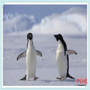 在这世界的角落bd(在这世界的角落百度云)-华海博客