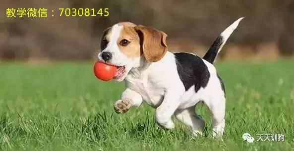 在哪买宠物狗比较好（在哪里买宠物狗比较放心）