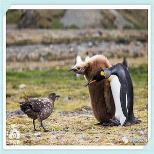 2021年it行业发展趋势（2021年it行业发展趋势图）-华海博客