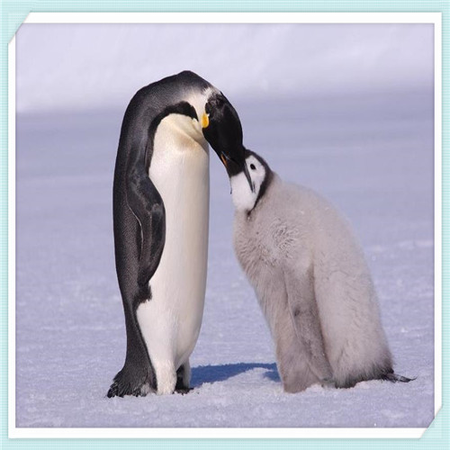 久趣英语怎么样(久趣英语网课怎么样)