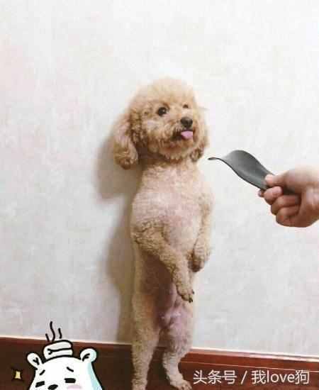 训狗的最佳时间什么时候（什么时候买狗最佳时间）