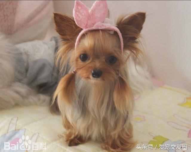 狗狗可愛圖片大全（狗狗圖片大全可愛圖片）