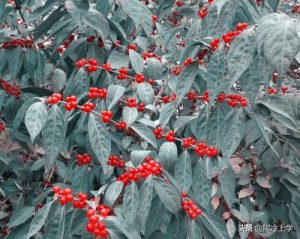 维奇是条黑黄双色犬（《失重的荣誉》衷心办事的警犬拉拉，如何避免被抢功？报告主人）-华海博客