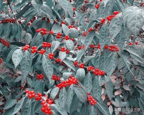 维奇是条黑黄双色犬（《失重的荣誉》衷心办事的警犬拉拉，如何避免被抢功？报告主人）