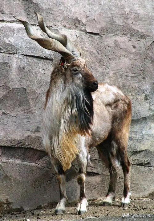 世界足球之乡景哪里（猜国家：绿巨人、世界足球之都、愁眉苦脸的新娘）