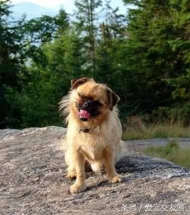 狗狗可愛圖片大全（狗狗圖片大全可愛圖片）