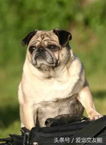 狗狗可愛圖片大全（狗狗圖片大全可愛圖片）