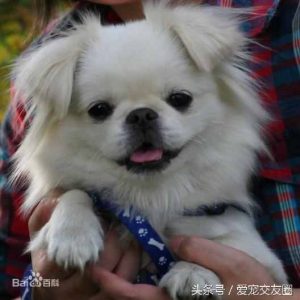 狗狗可愛圖片大全（狗狗圖片大全可愛圖片）-华海博客