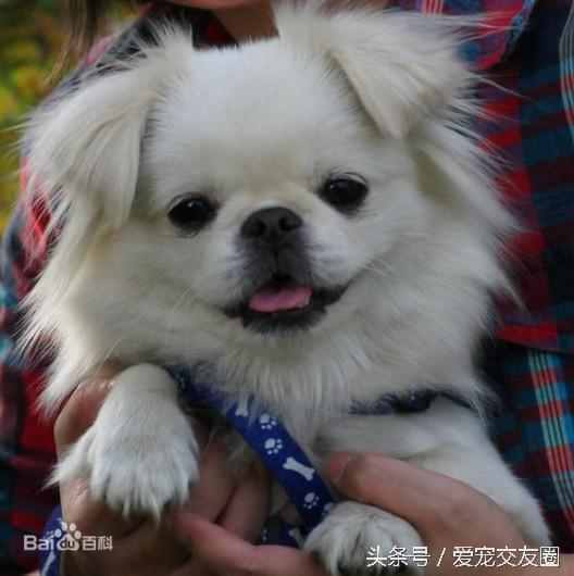 狗狗可愛圖片大全（狗狗圖片大全可愛圖片）